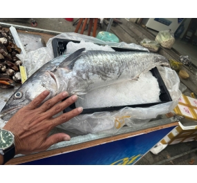 Cá Thu Phú Quốc