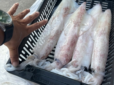 Mực câu đêm khu vực biển phan thiết