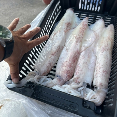 Mực câu đêm khu vực biển phan thiết